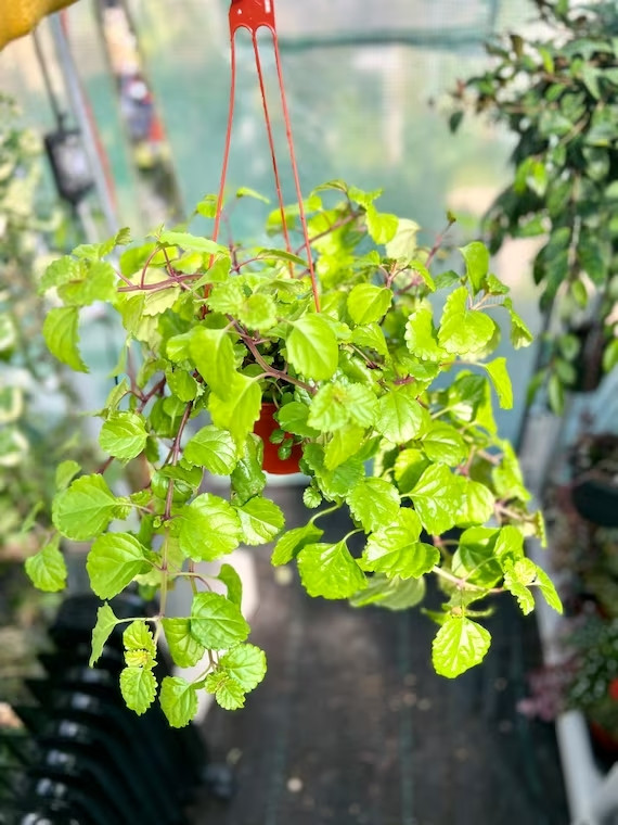 21 Exquisite Hanging Basket Plant Ideas For Every Setting