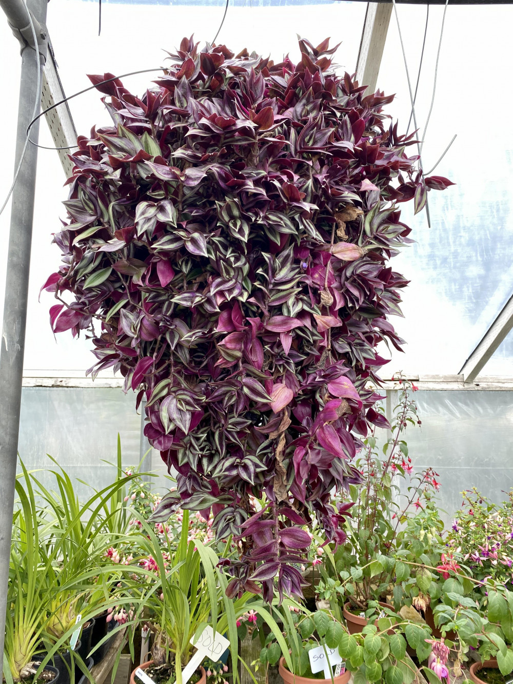 21 Exquisite Hanging Basket Plant Ideas For Every Setting