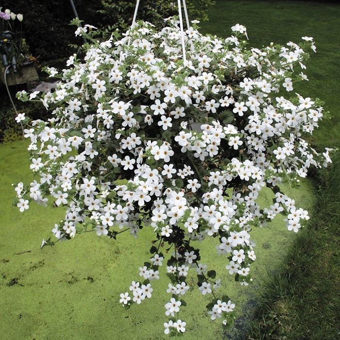 21 Exquisite Hanging Basket Plant Ideas For Every Setting