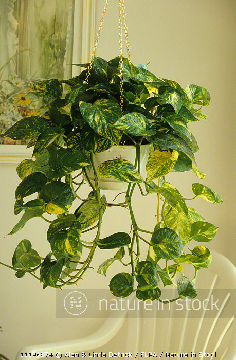 21 Exquisite Hanging Basket Plant Ideas For Every Setting