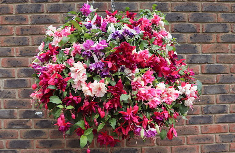 21 Exquisite Hanging Basket Plant Ideas For Every Setting