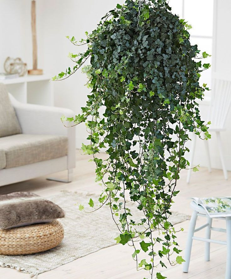 21 Exquisite Hanging Basket Plant Ideas For Every Setting