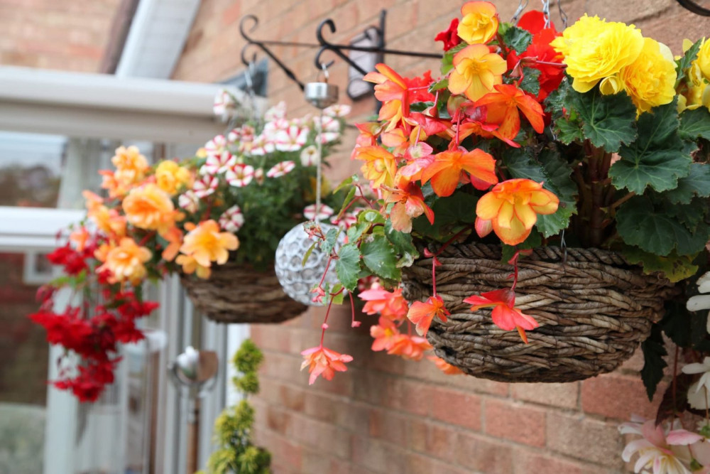 21 Exquisite Hanging Basket Plant Ideas For Every Setting
