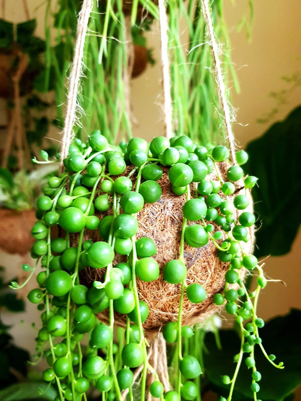 21 Exquisite Hanging Basket Plant Ideas For Every Setting