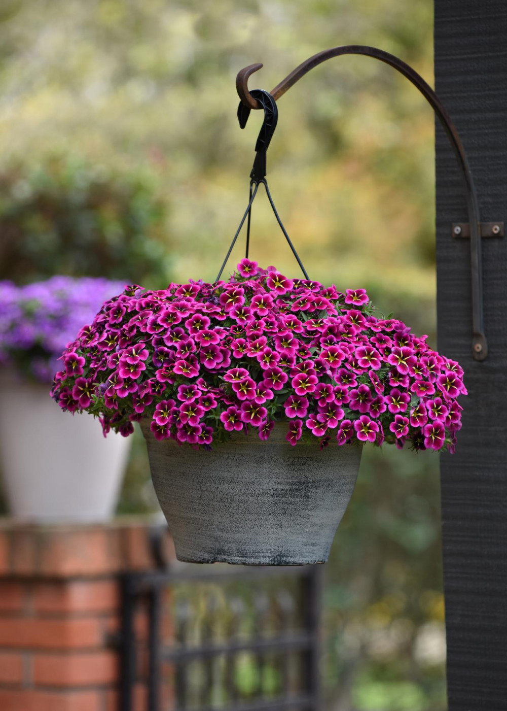 21 Exquisite Hanging Basket Plant Ideas For Every Setting