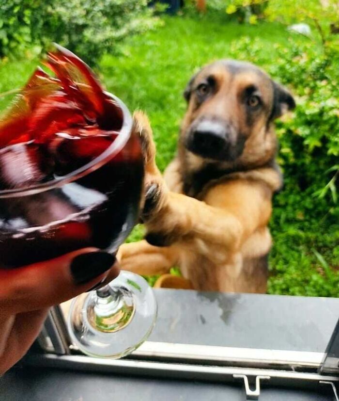 My Boyfriend Wanted To Take A Picture Of That Glass Of Wine, Then My Dog Showed Up In My Window And Did This