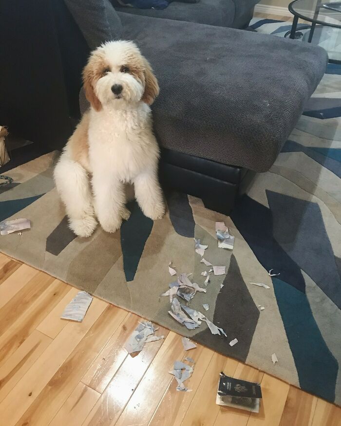 My Puppy Chewed Up My Passport Days Before International Travel