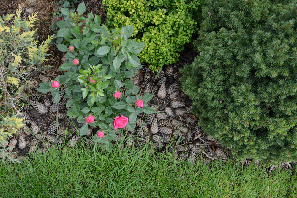 Using Pine Cones Around the Garden