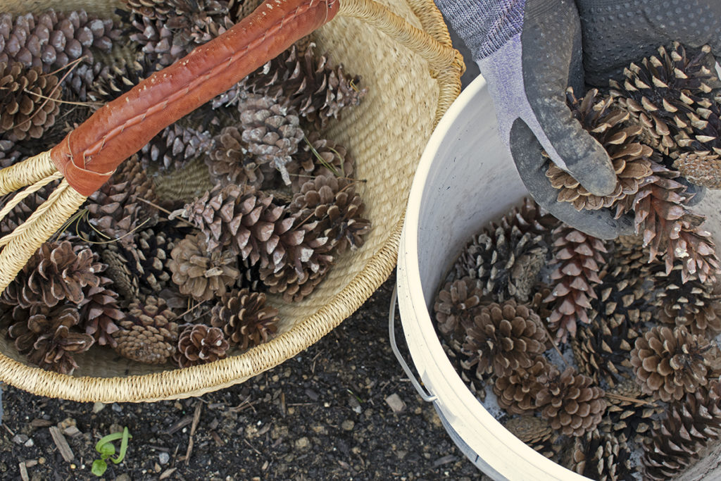 Using Pine Cones Around the Garden