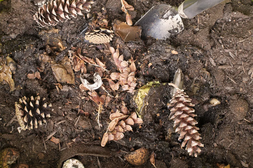 Using Pine Cones Around the Garden