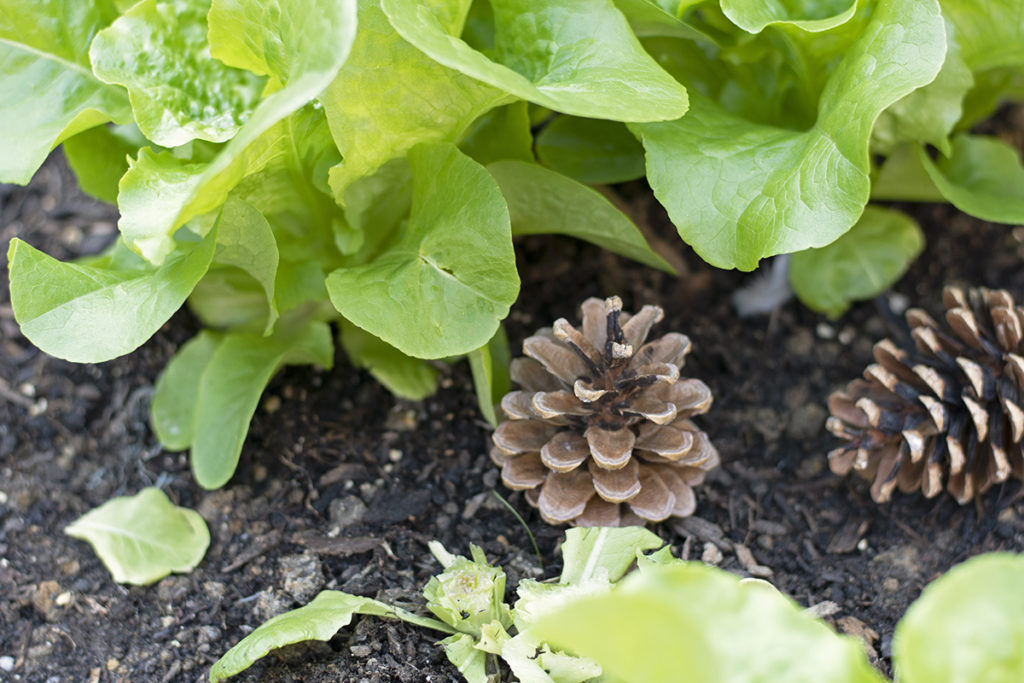 Using Pine Cones Around the Garden