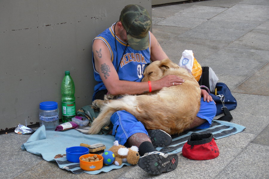 La fedeltà incrollabile di un cane devoto