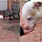 Un cane legato a un albero balla il tip tap quando le persone buone lo liberano