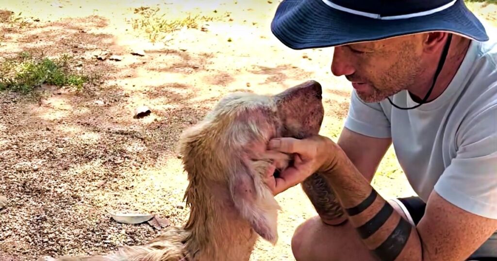 Un uomo “lascia” il lavoro aziendale e beve per salvare tutti i cani di strada