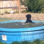 Un uomo sorprende il suo cane mentre si diverte nella piscina per bambini